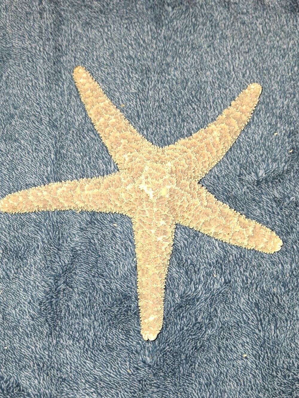 Natural Dried Starfish - Sand Beige Coastal Decor
